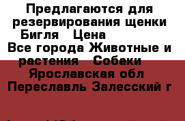 Предлагаются для резервирования щенки Бигля › Цена ­ 40 000 - Все города Животные и растения » Собаки   . Ярославская обл.,Переславль-Залесский г.
